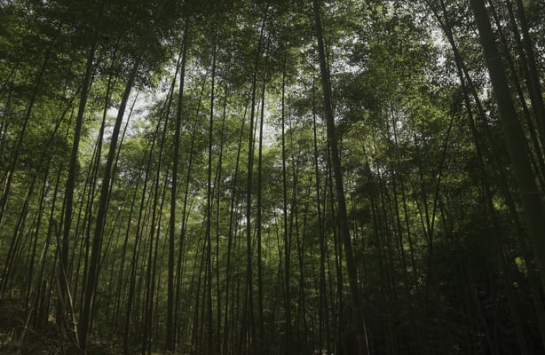 Versatile bamboo reduces climate risk