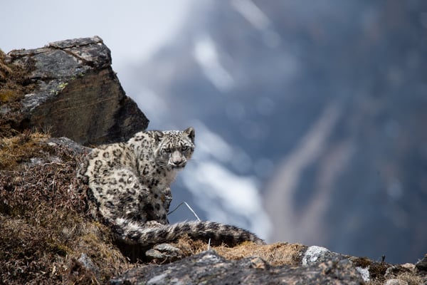 Guarding the guardians of the Himalaya