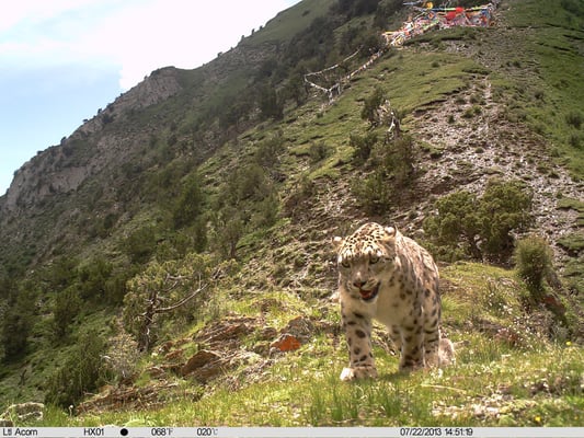 What future for snow leopards?