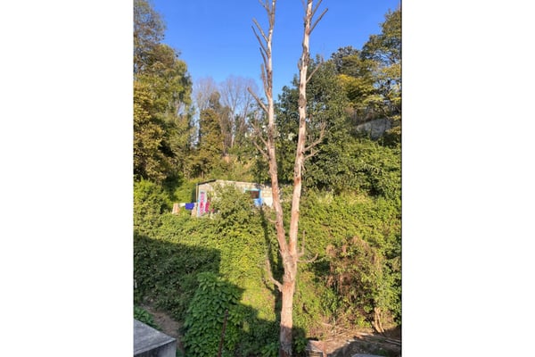 A dead tree tests Nepal's bureaucracy