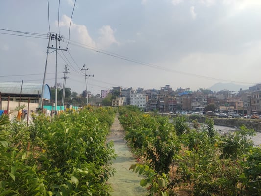 Planting seeds for a greener Kathmandu