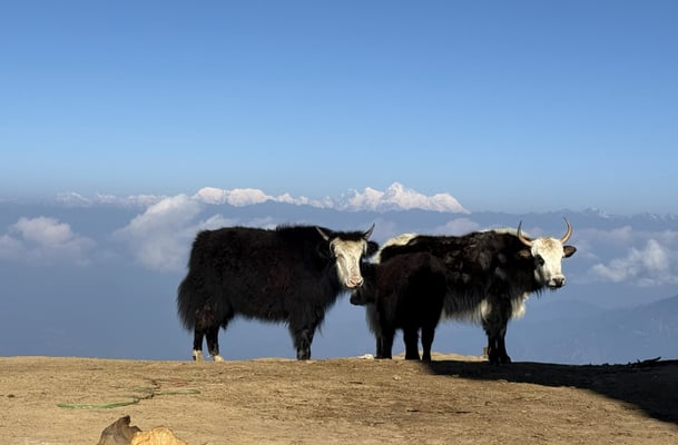 Nepal’s yak economy