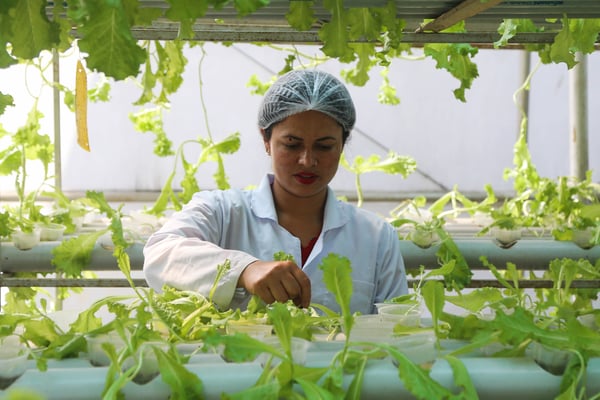 Greening a concrete jungle