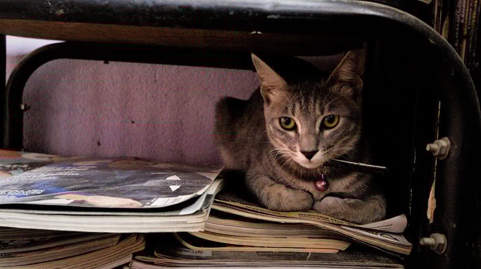 Be a pussy, get a cat