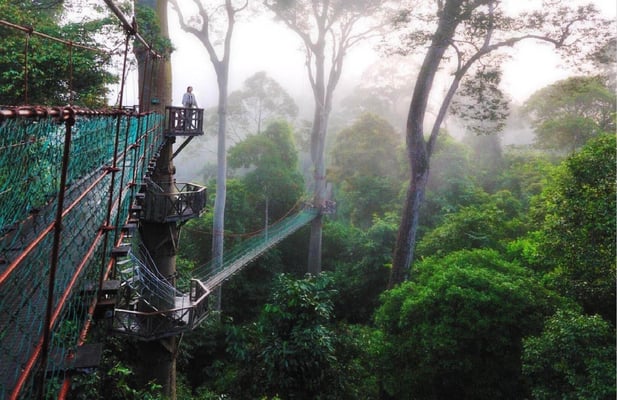 Recreating Tiger Tops in the tropics