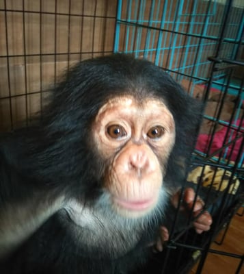 Smuggled chimps wait it out in Kathmandu