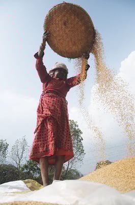 Nepal's rice economy