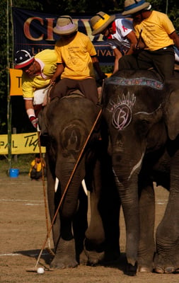 The genesis of elephant polo in Chitwan