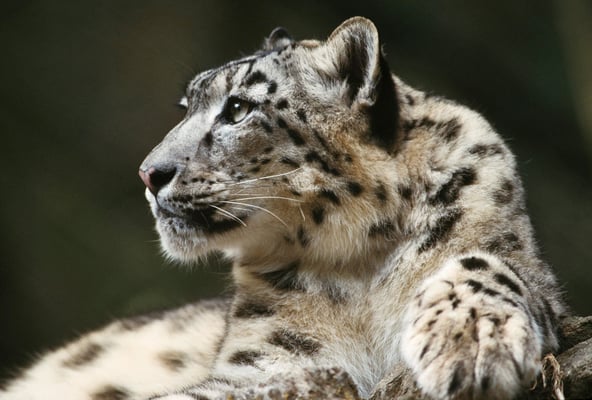 Ever gone wildlife trekking in Nepal?