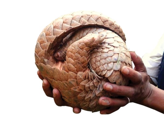 Lesser known endangered species