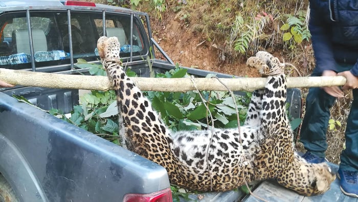 Is wildlife conservation a victim of its own success in Nepal?