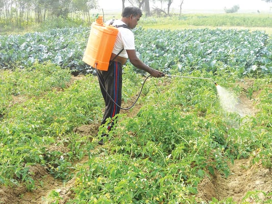 Banned pesticides are widely used in Nepal
