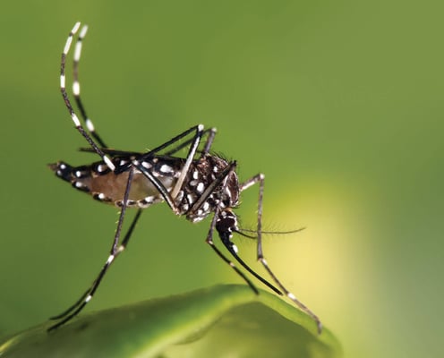 Mosquitoes move up mountains as the earth warms