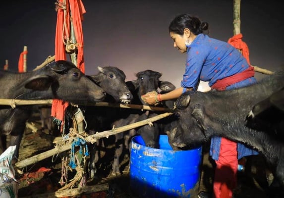 Night before the slaughter