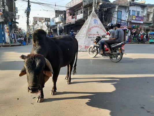 Nepal's Tarai is over-run by cattle