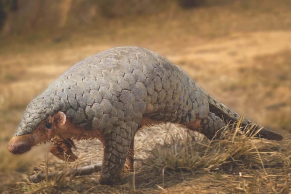 The day of pangolins