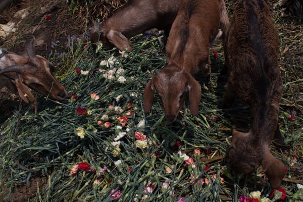 When flowers become feed for the livestock