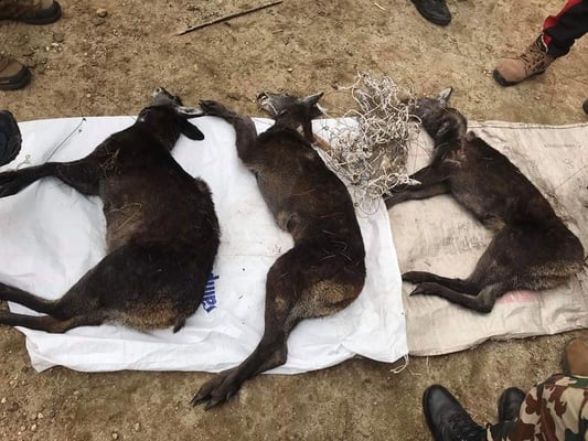 6 musk deer killed by poachers during lockdown