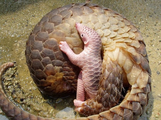 The nature of pandemics