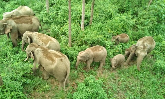 Nepal’s wild elephants are also on the move