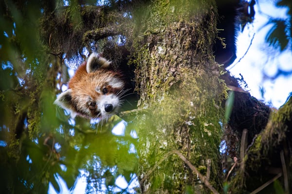 Red panda on the red list