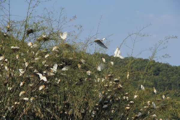 Pokhara's royal egret sanctuary