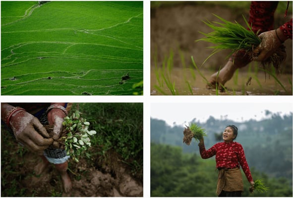 Nepal agro imports at all time high