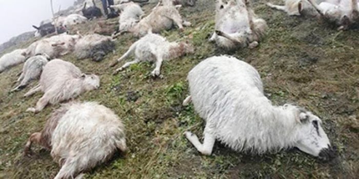 Lightning kills 500 sheep in western Nepal