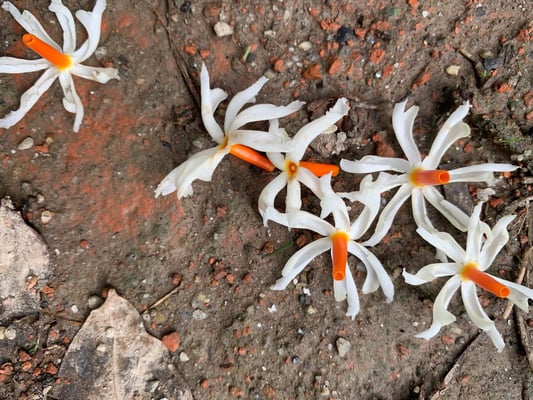 The legend behind the myth of Indra Jatra