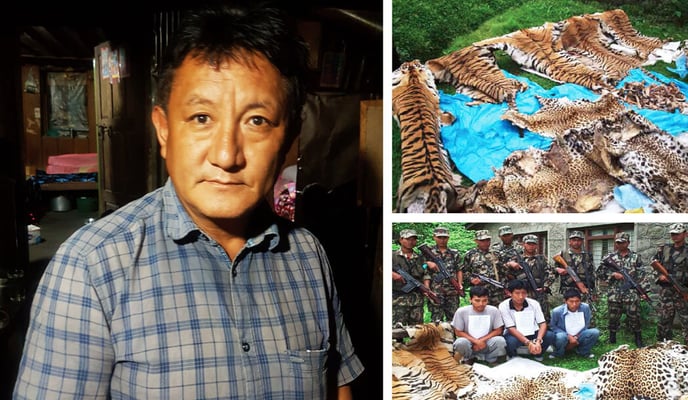 Lax laws make Nepal haven for tiger poachers