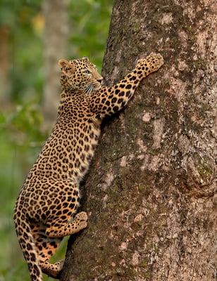 Rise in tiger numbers make leopards raid livestock