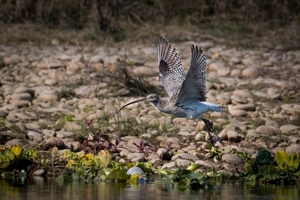 Eurasian Curlew visits Kathmandu after 50 years