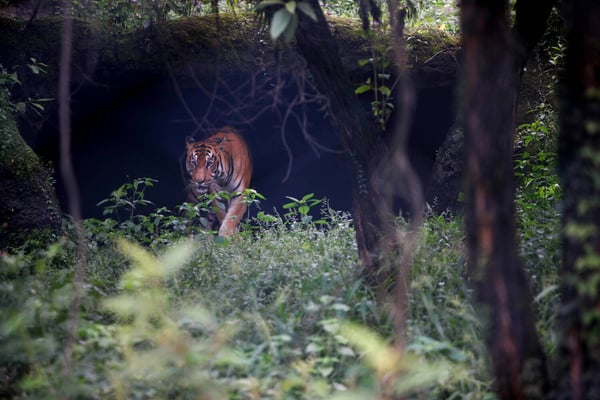 Nepal part of UN campaign to reverse nature loss