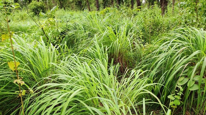 Now, Nepal’s herbal oil in Europe