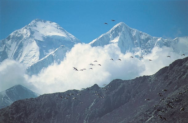 Saving Nepal’s flyway for migrating cranes