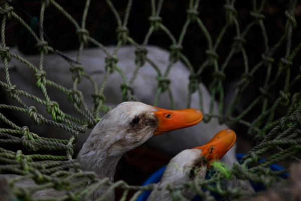 Crying fowl at Dasain