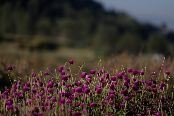 Preparing for a muted Tihar
