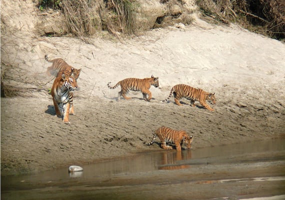 Chitwan can accommodate more tigers