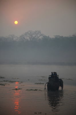 Speaking for elephants