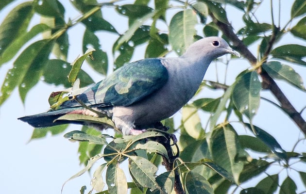 Rare wild pigeon sighted in Nepal