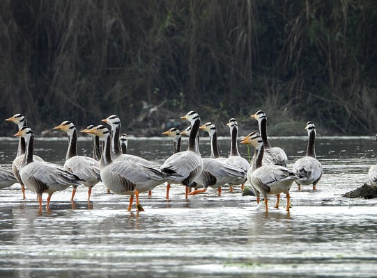 Decline in wintering water fowl