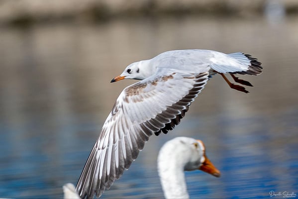 Spotting a Brown-headed Gull at Taudaha