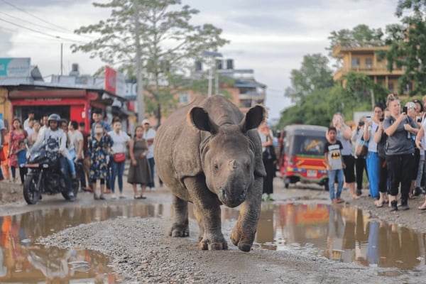 Where have Bardia’s rhinos gone?