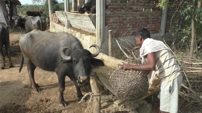 Covid’s collateral damage