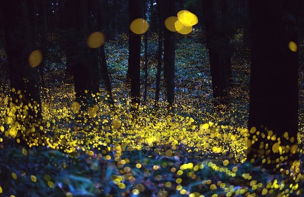 The fading light of Nepal’s fireflies