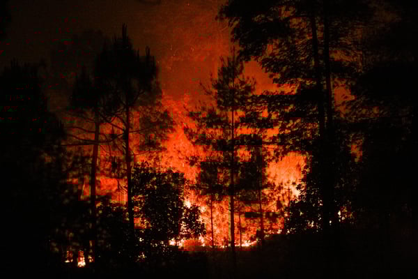 While the forests are burning