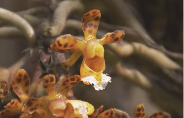 Saving the treasure trove of Nepal’s orchids