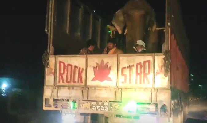 Nepal’s illegal elephant export