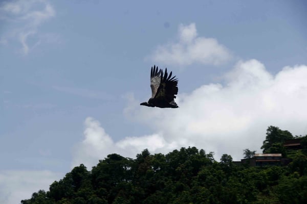 Vultures swing back in Pokhara