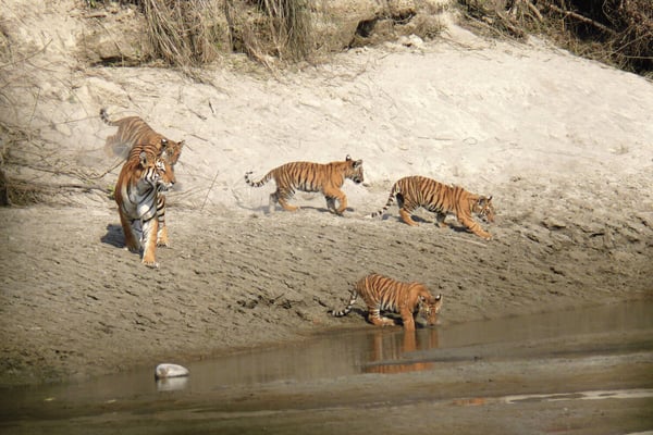 Nepal’s tiger conservation ‘too successful’?